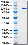 Recombinant Human Argonaute-2 Protein (RP01132)