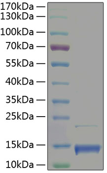 Recombinant Human CXCL4/PF-4 Protein