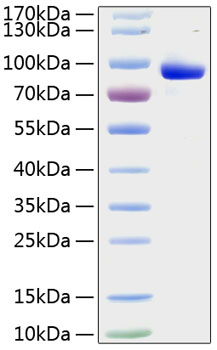 Recombinant Human FLT-3/FLK-2 Protein