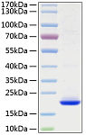 Recombinant Human FGF-10 Protein (RP01140)