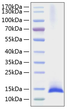 Recombinant Mouse IL-17F Protein