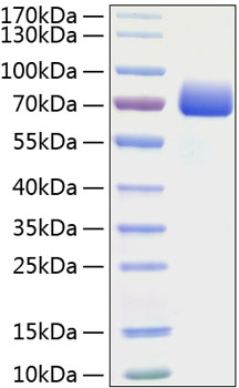 Recombinant Mouse B7-H1/PD-L1/CD274 Protein