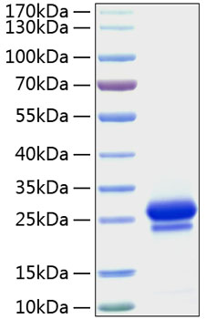 Recombinant Human VEGF-A/VEGF165 Protein