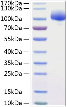 Recombinant Human FLT-2/FGFR-1/CD331 Protein