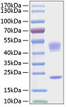 Recombinant Human IL-23/IL-12B&IL-23A Protein (RP01160)