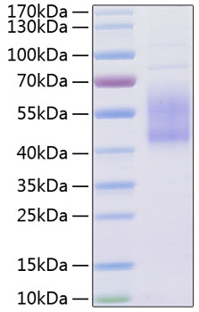 Recombinant Human B7-H2/ICOSLG/CD275 Protein