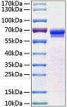 Recombinant Human JAM-2/VE-JAM/CD322 Protein (RP01184)