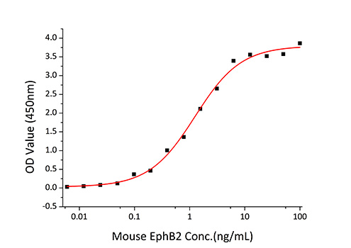 Recombinant Mouse EphB2 Protein