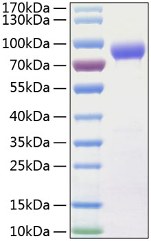 Recombinant Human IL-15RA/CD215 Protein