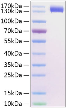 Recombinant Human Siglec-2/CD22 Protein
