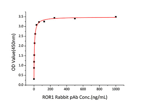 Recombinant Human ROR1 Protein