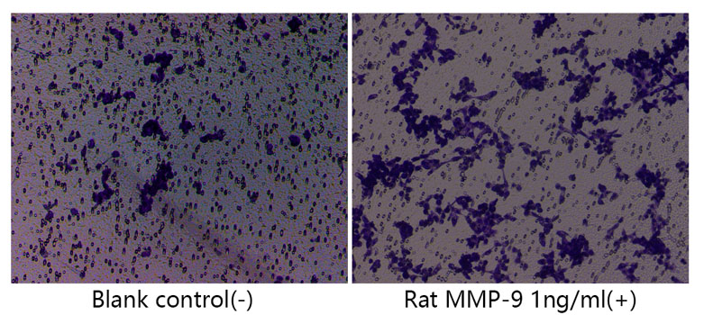 Recombinant Rat MMP-9 Protein