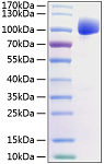 Recombinant Human FGFR-2/KGFR/CD332 Protein (RP01213)