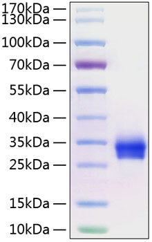Recombinant Human TNFRSF5/CD40 Protein