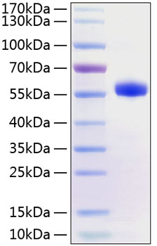 Recombinant Human TNFRSF5/CD40 Protein