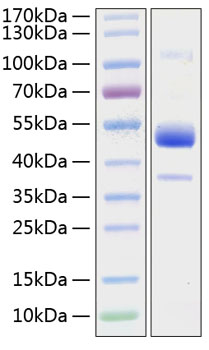 Recombinant Human BMPR-1B/ALK-6/CDw293 Protein