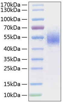 Recombinant Human Fc-gamma RI/CD64 Protein