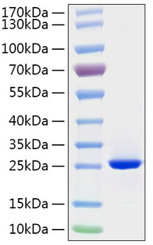 Recombinant Human FGF-19 Protein