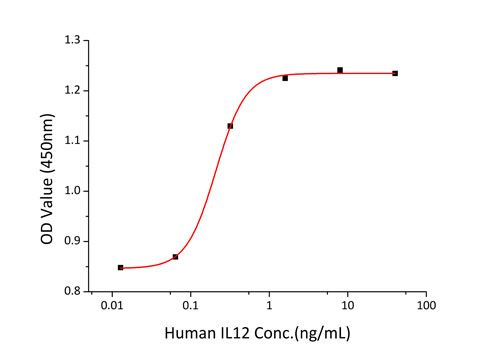 Recombinant Human IL-12/IL-12A&IL-12B Protein