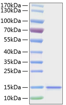 Active Recombinant Human IL-15 Protein