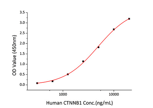 Recombinant Human Catenin beta-1/CTNNB1 Protein