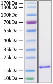 Recombinant Human/Mouse/Rat BDNF Protein