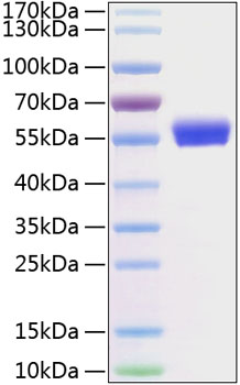 Recombinant Human CD8a Protein