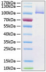 Recombinant Human Prolyl endopeptidase FAP Protein (RP01252LQ)