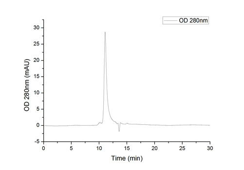 Recombinant SARS-CoV-2 Spike RBD Protein