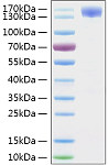 Recombinant SARS-CoV-2 Spike S1 Protein (RP01259)