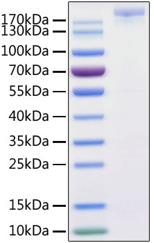Recombinant SARS-CoV-2 Spike S1+S2 ECD(S-ECD) Protein
