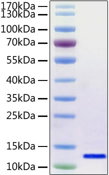 Recombinant SARS-CoV-2 Envelope Protein was determined by SDS-PAGE with Coomassie Blue, showing a band at 12 kDa.