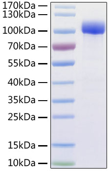 Recombinant Human ACE-2 Protein