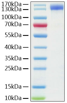 Recombinant Human ACE-2 Protein