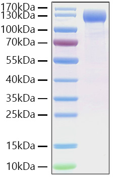 Recombinant SARS-CoV-2 Spike S1(D614G) Protein