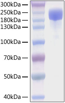 Recombinant SARS-CoV-2 Spike S1+S2 ECD(S-ECD)(D614G)  Protein