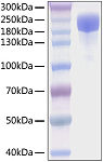 Recombinant SARS-CoV-2 Spike S1+S2 ECD(S-ECD)(D614G)  Protein (RP01291LQ)