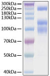 Recombinant SARS-CoV-2 Spike S1+S2 ECD(S-ECD)(D614G)  Protein (RP01293LQ)