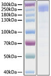 Recombinant SARS-CoV Spike S1+S2 ECD(S-ECD) Protein (RP01298LQ)