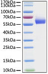 Recombinant HCoV-OC43 Hemagglutinin esterase/HE Protein (RP01301LQ)