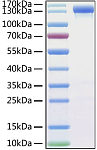 Recombinant MERS-CoV Spike S1 Protein (RP01303)