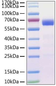 Recombinant MERS-CoV Spike RBD  Protein