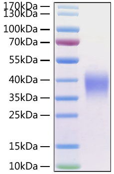Recombinant Human CD47 Protein