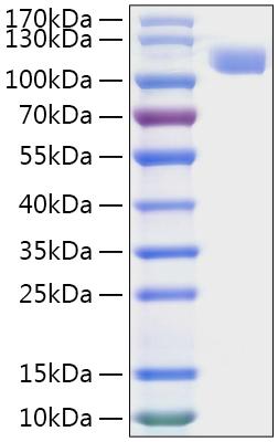 Recombinant MERS-CoV Spike S1 Protein