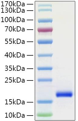 Recombinant Human GDNF Protein