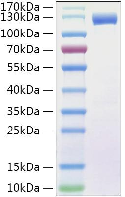 Recombinant Human FLT-3/FLK-2/CD135 Protein