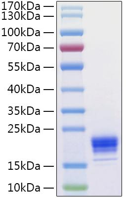 Recombinant Human IL-5 Protein