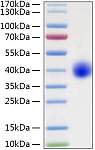 Recombinant Human LILRA5/CD85f Protein (RP01318)