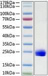 Recombinant Mouse IL-1 alpha Protein (RP01319)