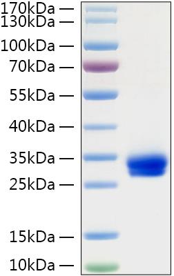 Recombinant Rat VEGF-A/VEGF164 Protein